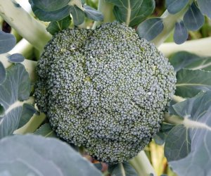 【特定農(nóng)業(yè)】- 德島 蔬菜種植（高薪+單人間宿舍）